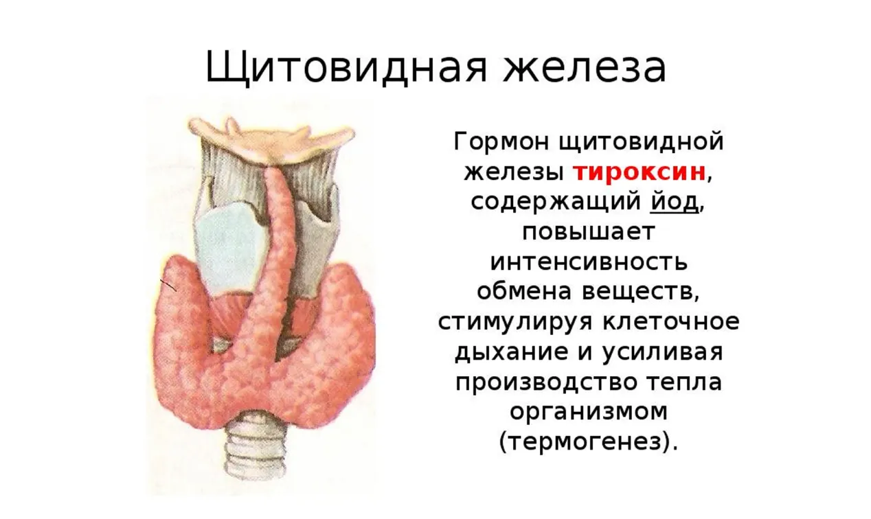 Как недостаток гормонов щитовидной железы влияет на здоровье