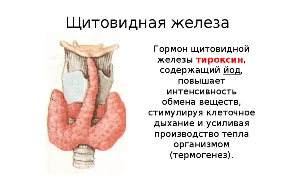 Паращитовидные железы и их значение для здоровья